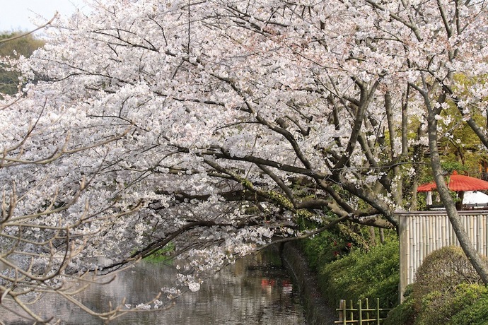 八幡宮入り口源平池の桜