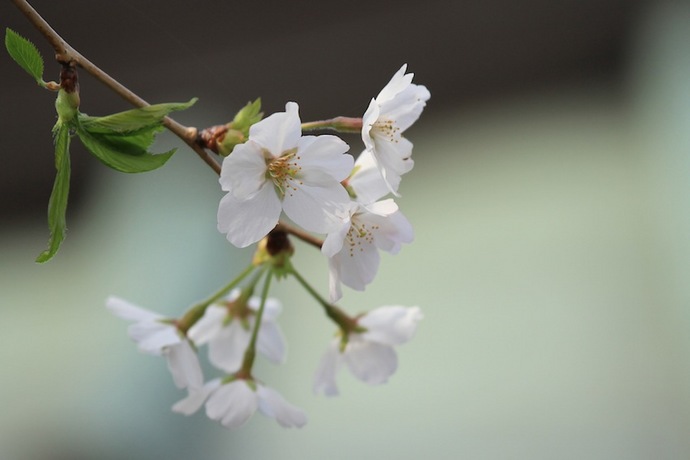 極楽寺境内（撮影禁止でした）の桜