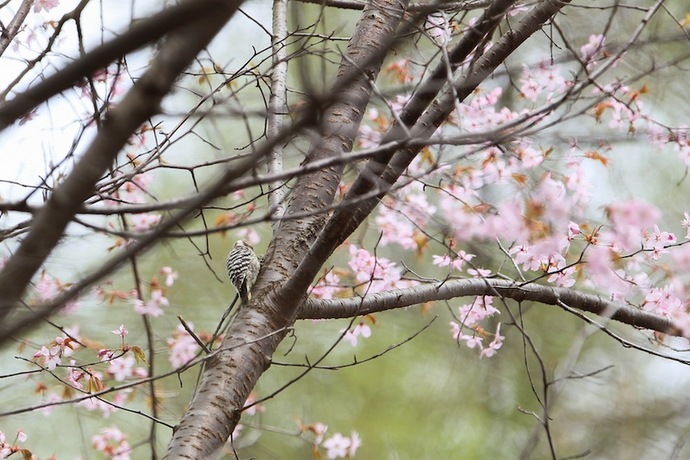 まだ桜が咲いていました。オオルリを待っていたけど姿の見えるところに留まってくれませんでした