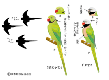 日本鳥類保護研究所-2.PNG